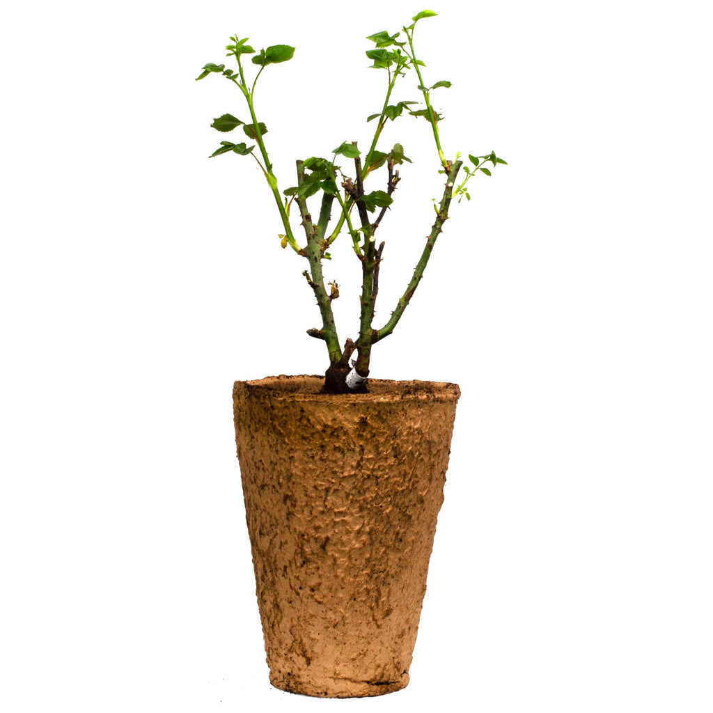 White Eden Climbing Rose