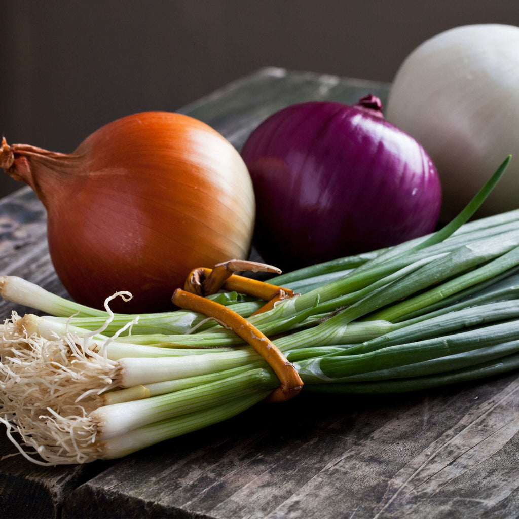 Mixed Red White & Yellow Onion Sets 1 Lb. Non-GMO