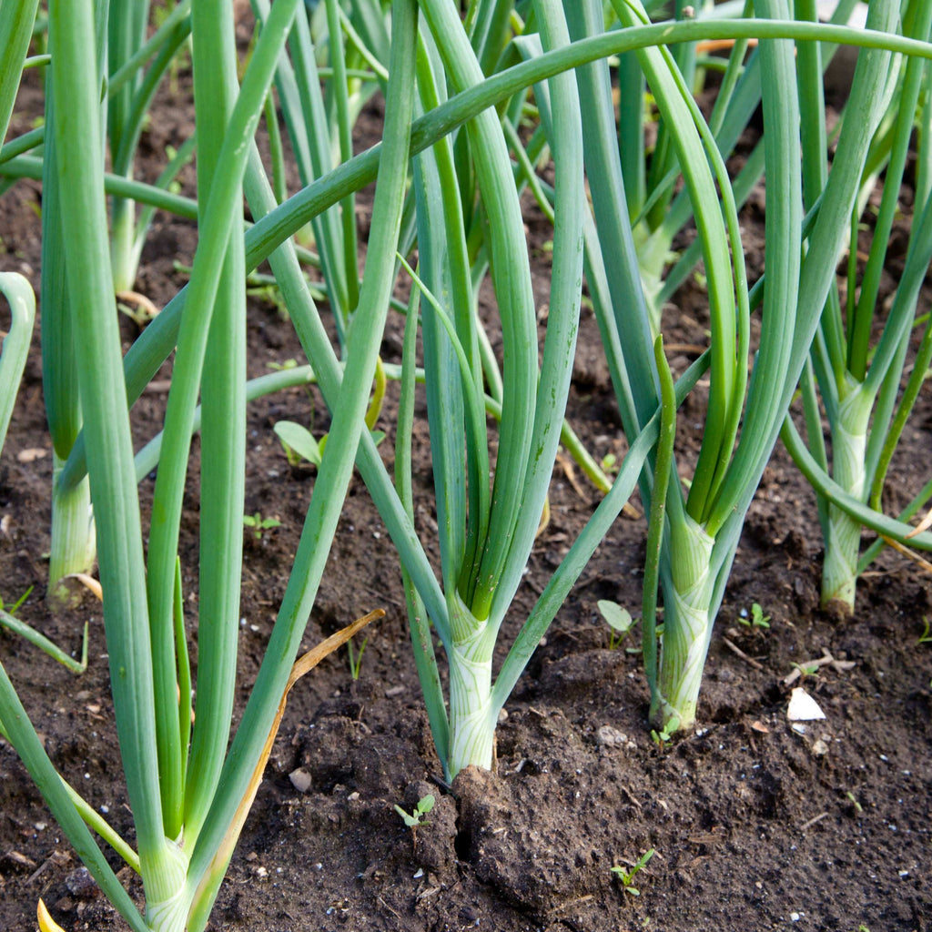 Yellow Onion Sets 8 oz. Non-GMO Stuttgarter Variety