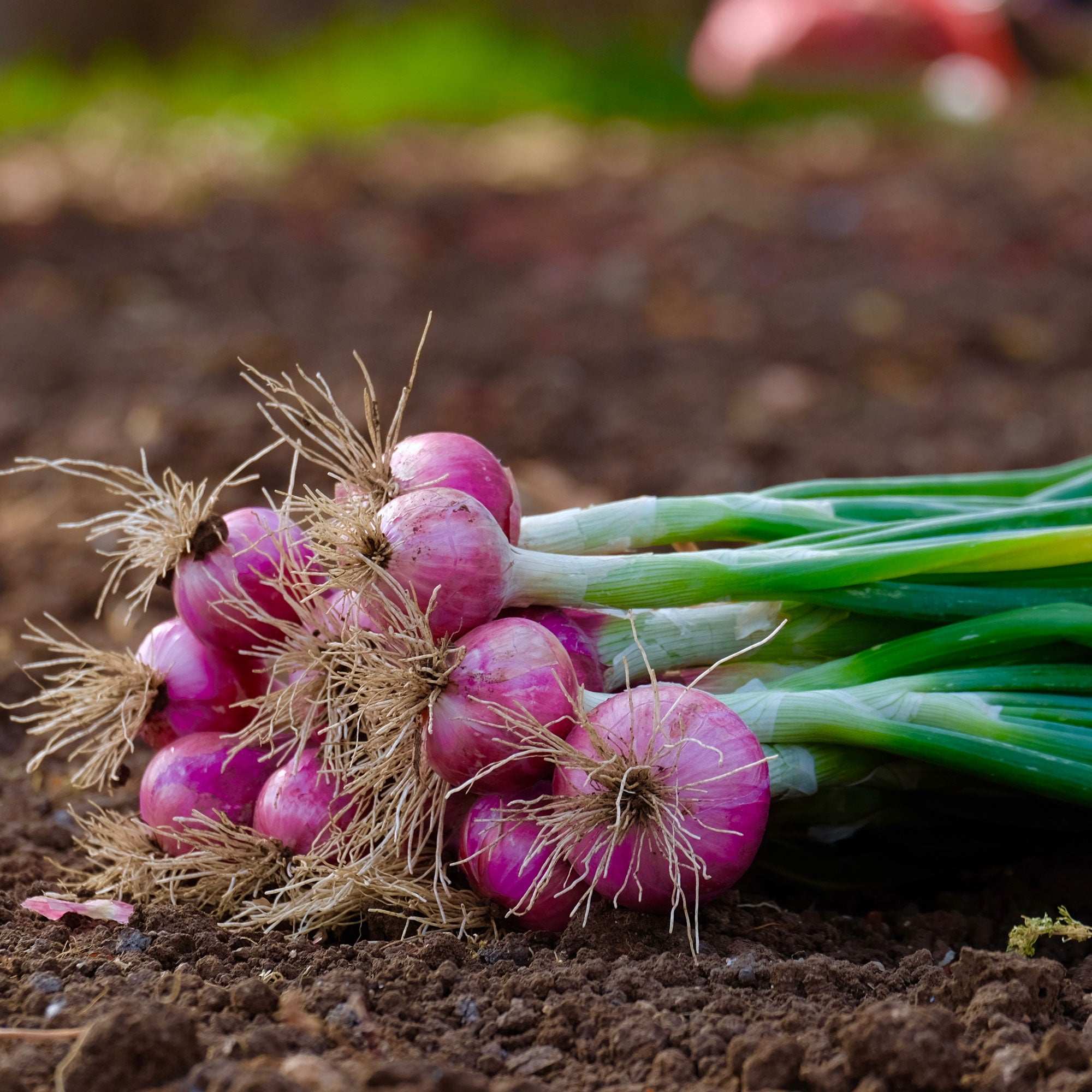 Red Onion Sets 1 Lb. Non-GMO Red Baron Variety 100+ Bulbs