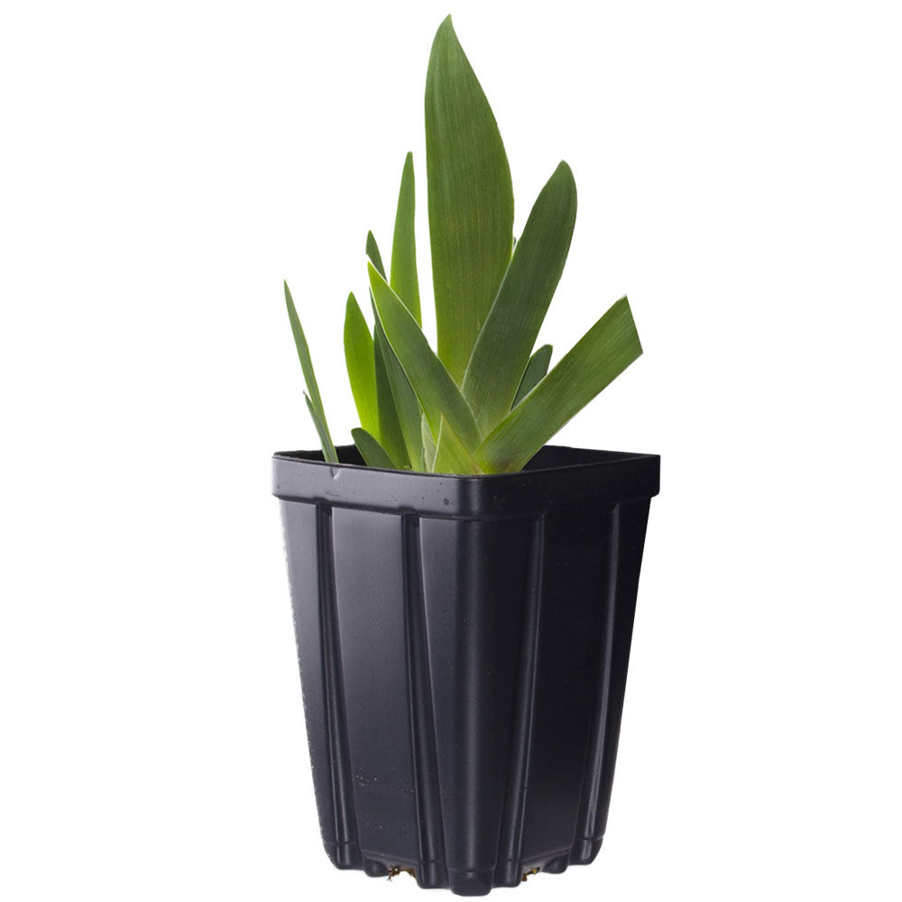 Titans Glory Bearded Iris Potted Quart Pot