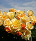 Sunny Sky Rose 1.5 Gallon Container