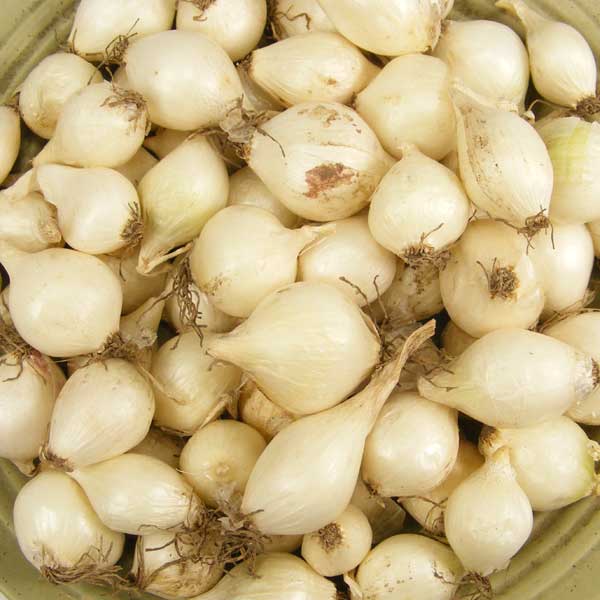 Mixed White & Yellow Onion Sets 1 Lb. Non-GMO