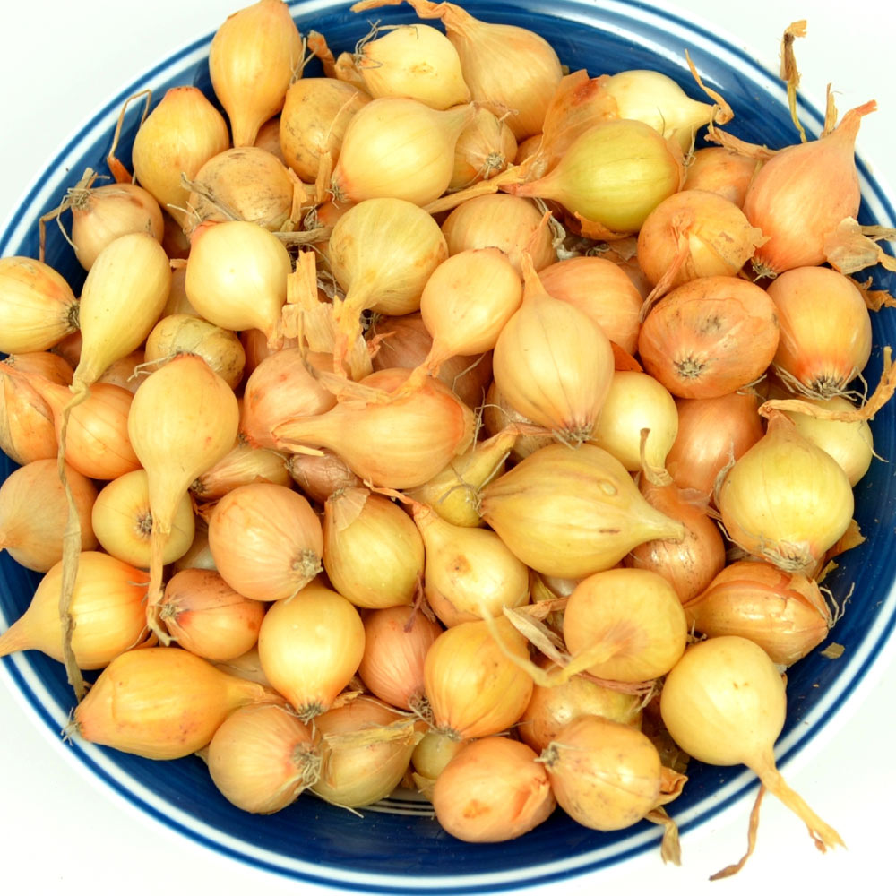 Yellow Onion Sets 1 Lb. Non-GMO Stuttgarter Variety