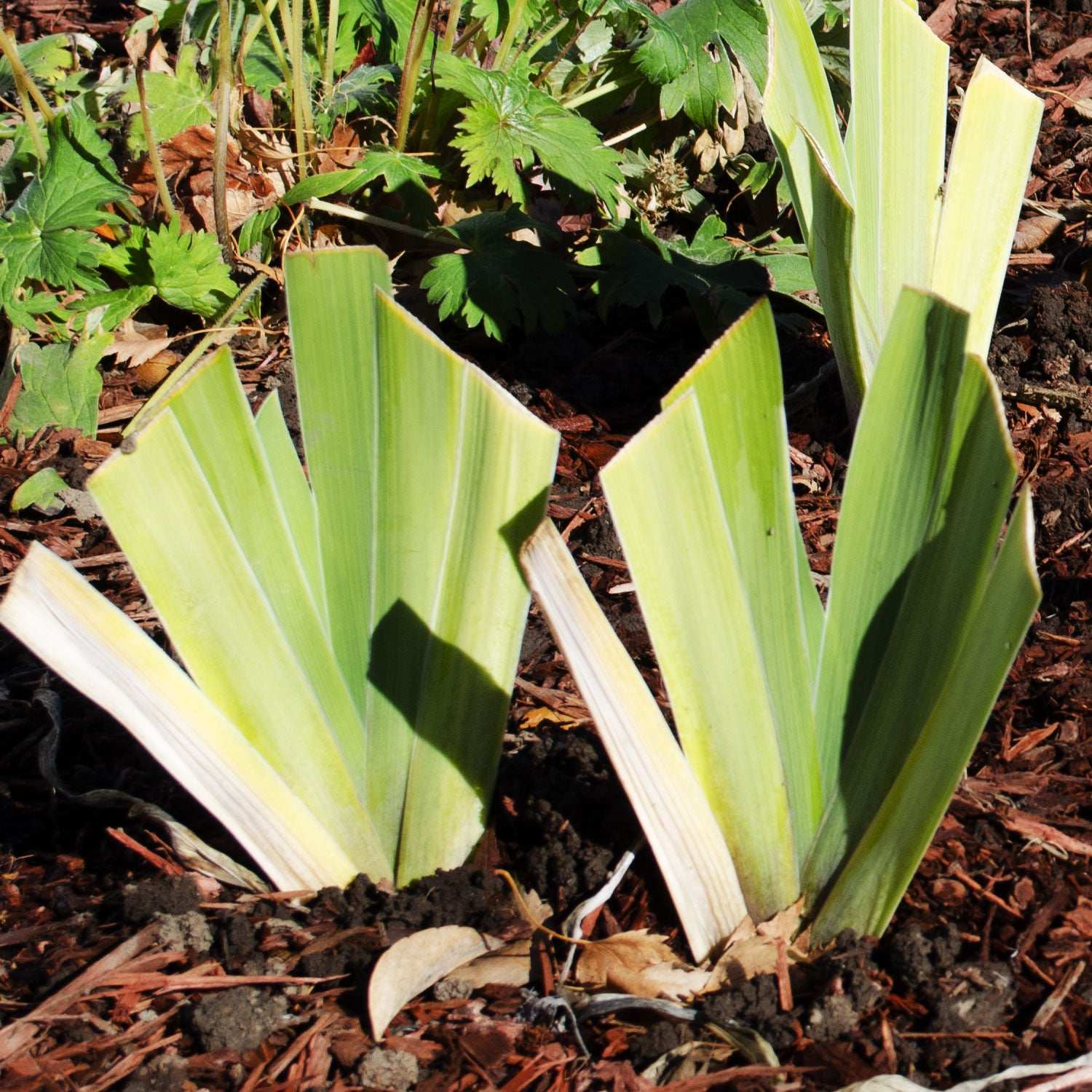 You Grow Girl Fragrant Bearded Iris Quart Container