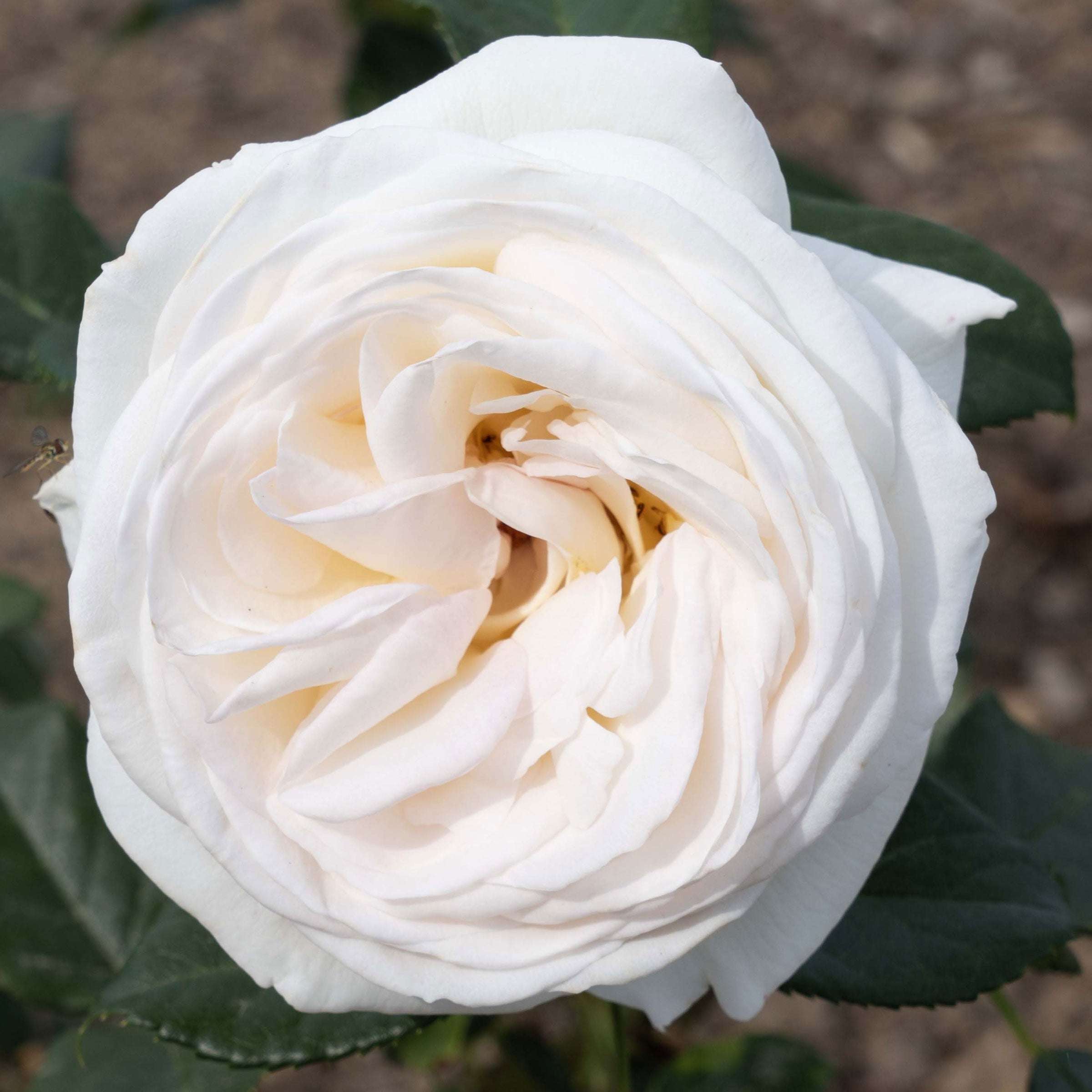 Top Cream Rose 1.5 Gallon Pot Fragrant Hybrid Tea Rose
