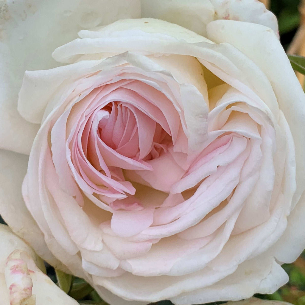 Top Cream Rose 1.5 Gallon Pot Fragrant Hybrid Tea Rose