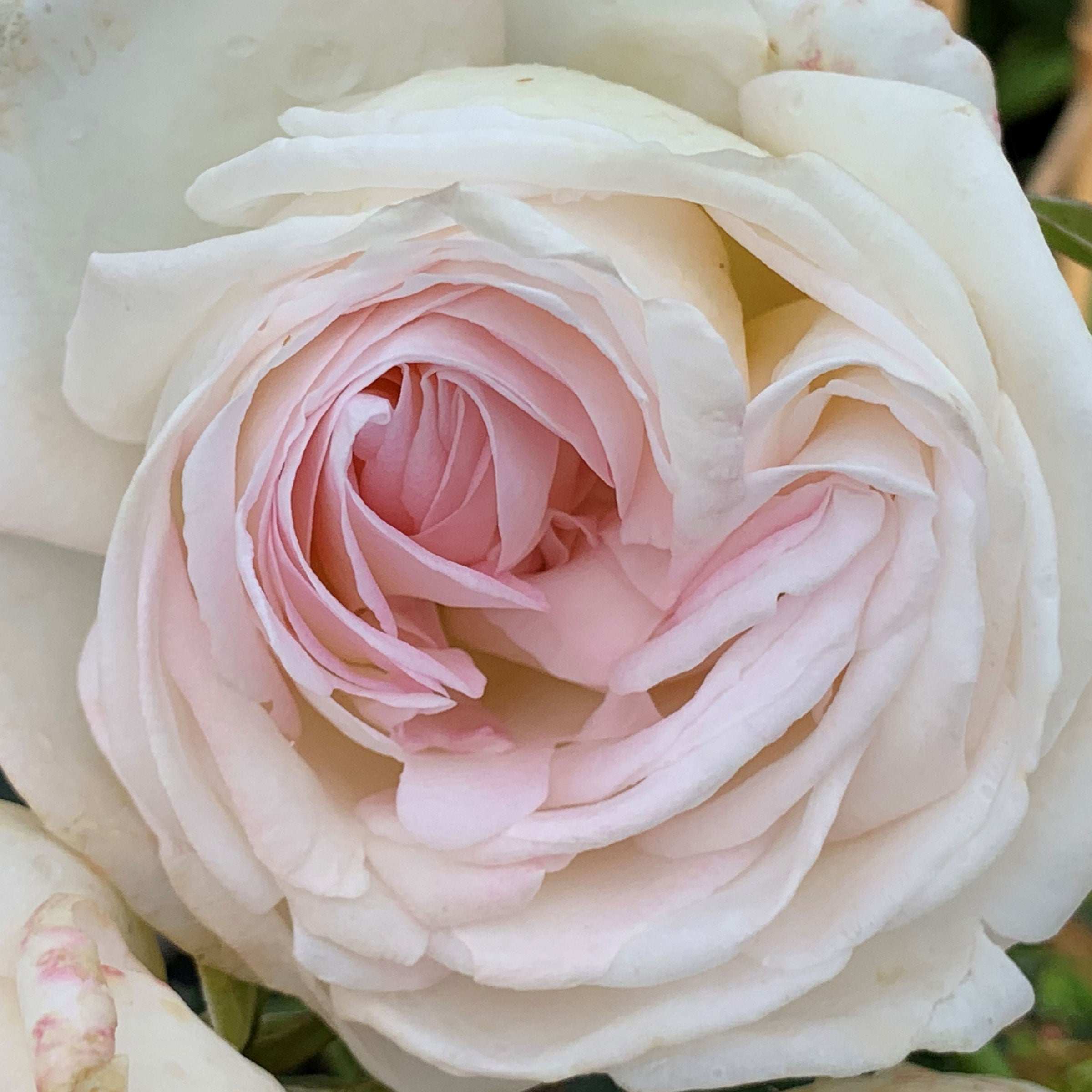 Top Cream Rose 1.5 Gallon Pot Fragrant Hybrid Tea Rose