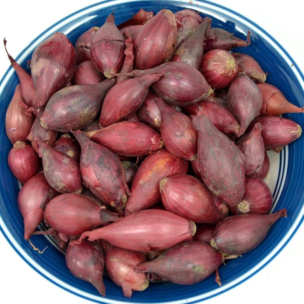 Red Onion Sets Non-GMO Red Baron Variety 50-60 Bulbs