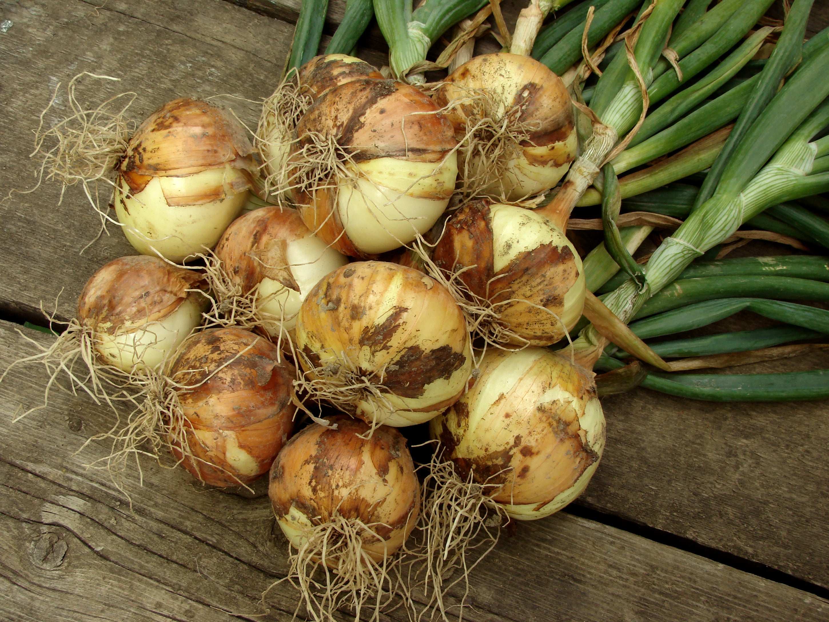 Mixed Red & Yellow Onion Sets 1 Lb. Non-GMO