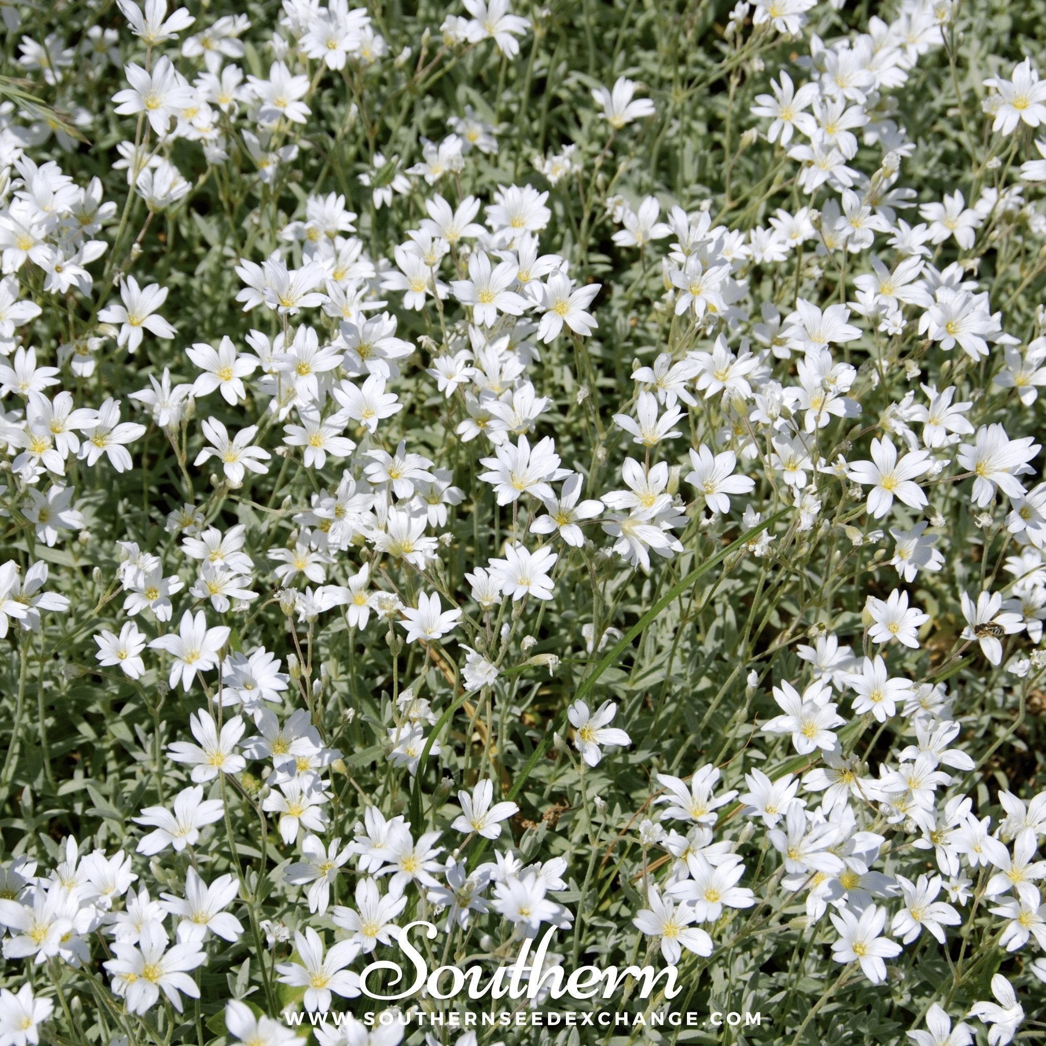 Snow in Summer Chickweed – 100 Seeds